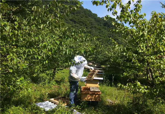 重庆土蜂蜜批发