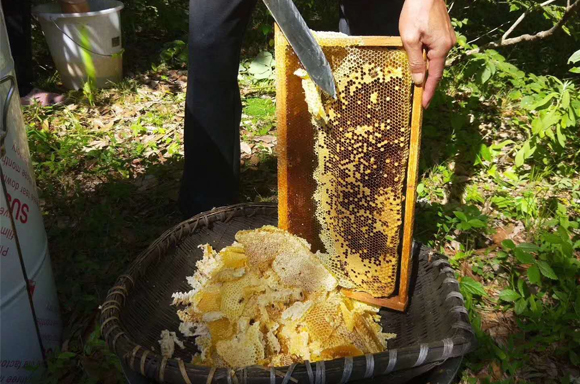 本地蜂蜜制造商：什么是工业蜂蜜？工业蜂蜜与纯天然蜂蜜的区别？
