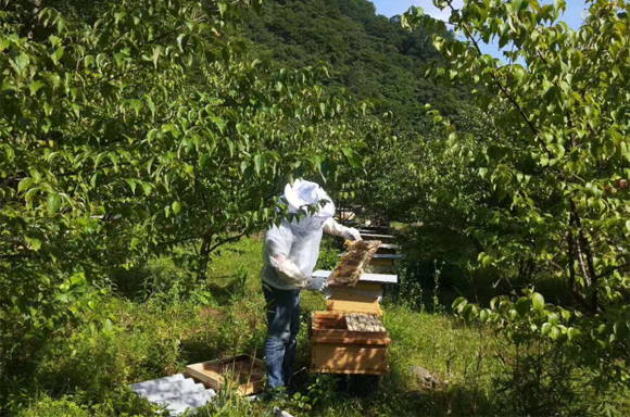 重庆石柱土蜂蜜