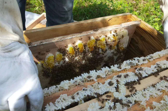 蜂蜜酿制