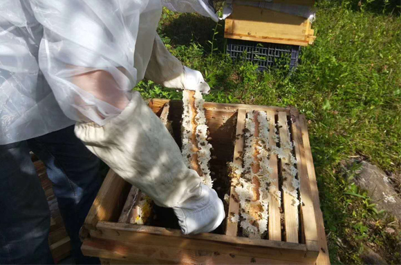 荆州正宗蜂花粉基地