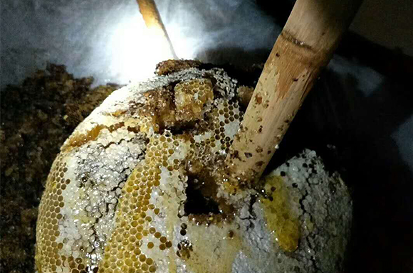 巫山服务好的土蜂蜜批发公司